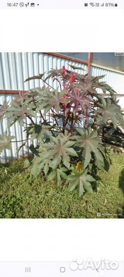 Клещевина обыкновенная