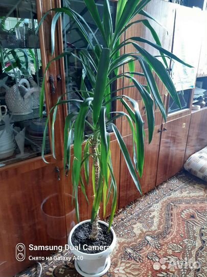 Пальма юкка