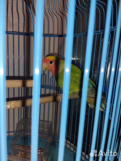 Попугай неразлучник