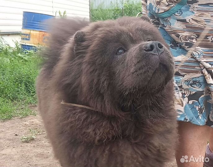 Щенки чау-чау