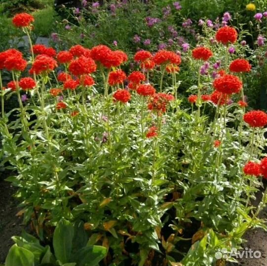 Корень пионов и других многолетников