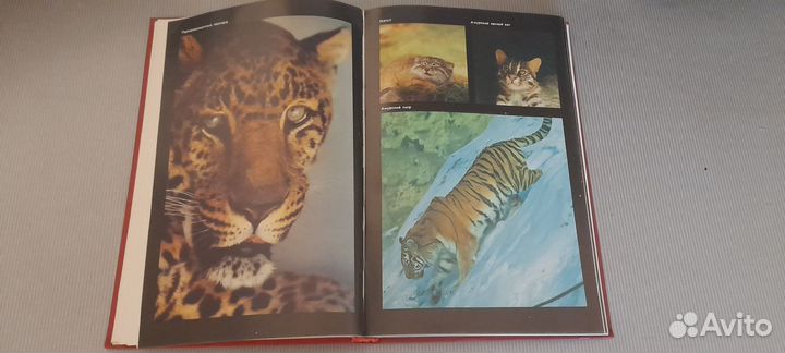 Красная книга РСФСР животные