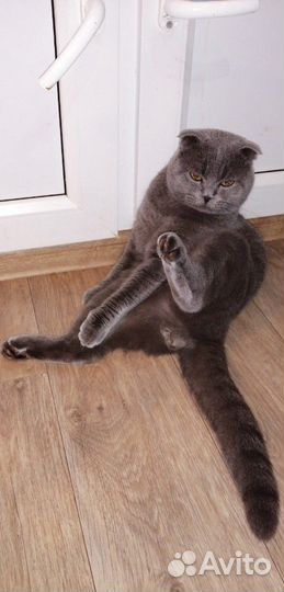 Котик на вязку