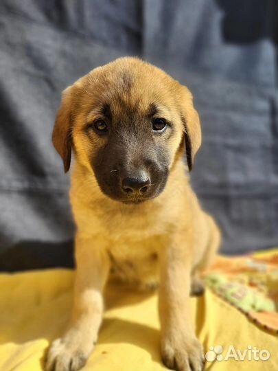 Красивые щенки 1 месяц в дар