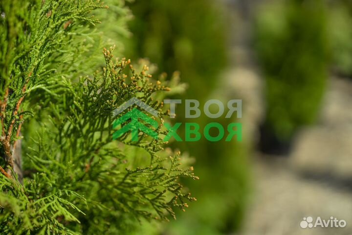 Туи Смарагд и Колумна напрямую от питомника