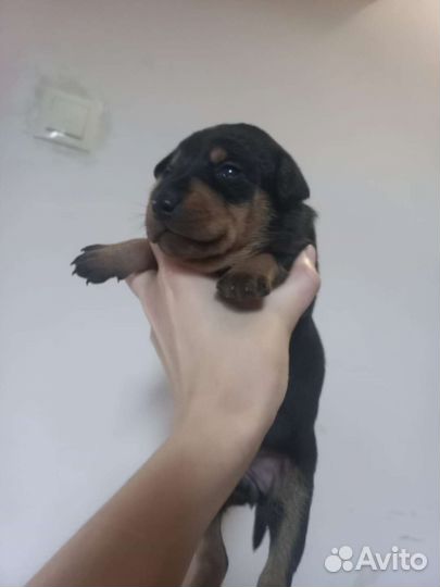 Щенки пинчера