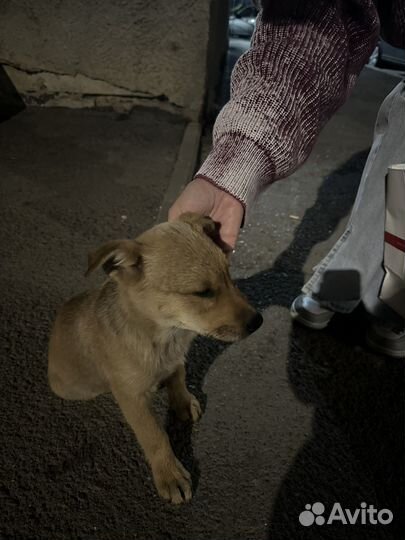 Щенок в добрые руки бесплатно саратов