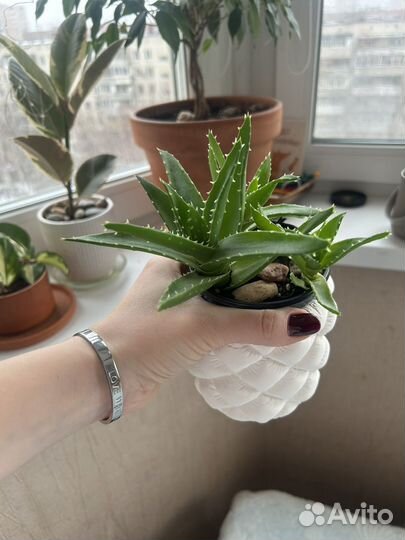 Суккулент алоэ митриформис