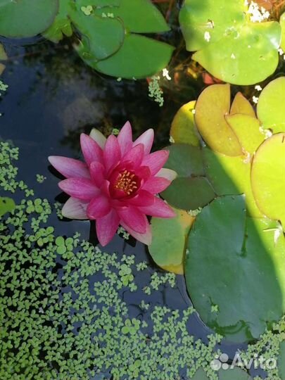 Кувшинки нимфея