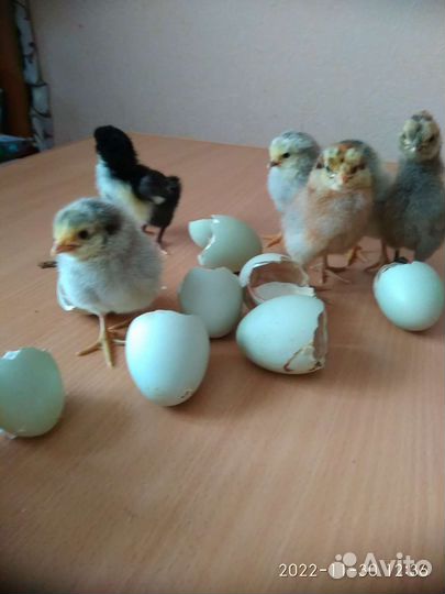 Цыплята и Инкубационные яйцо