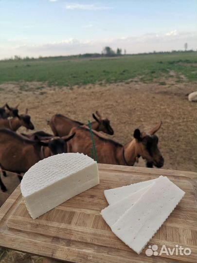 Козье молоко и продукция из козьего молока