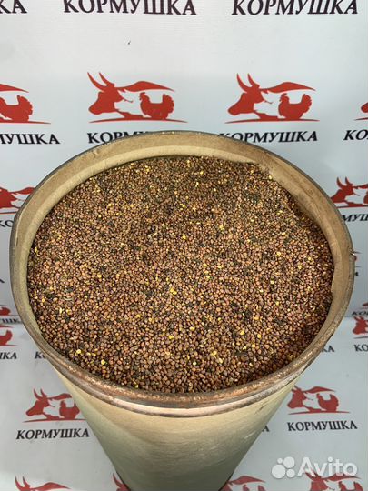 Редька масличная