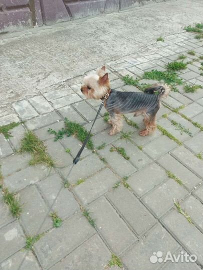 Йоркширский терьер мини, вязка