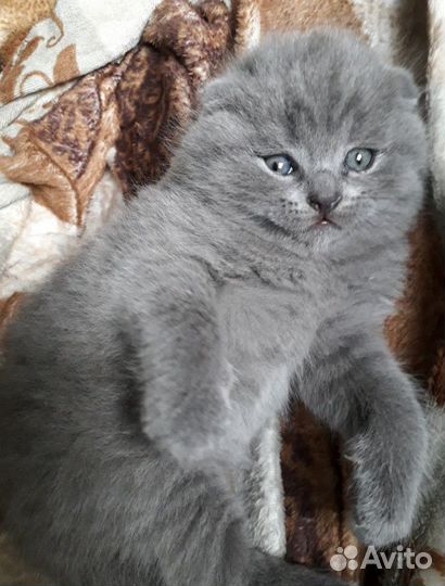 Шотландские котята