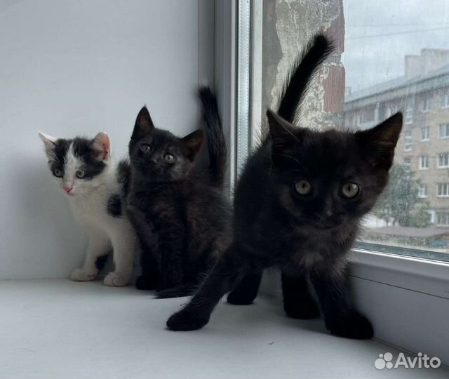 Две черные девочки