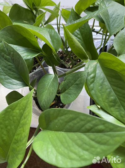 Сциндапсус неон