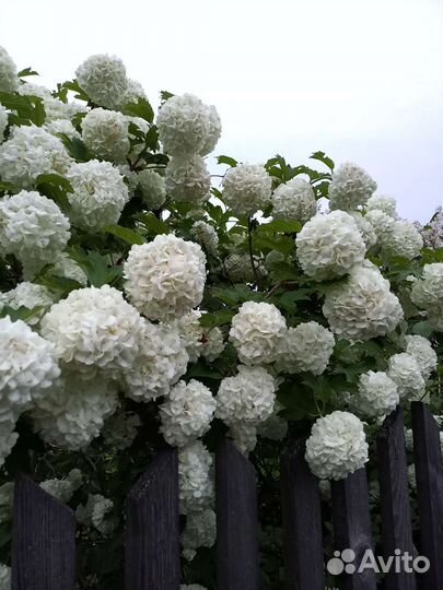 Редкие растения для сада