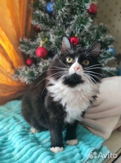 Маркиз в добрые руки)