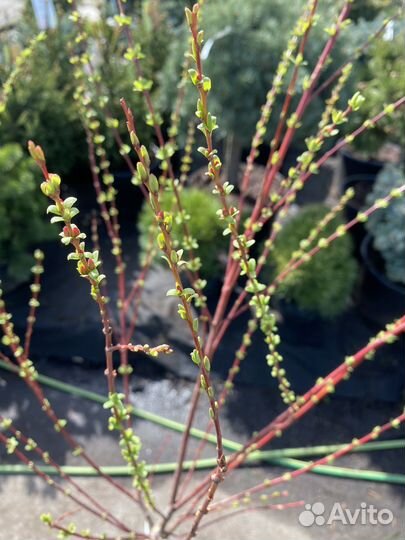 Ива хакуро нишики на штамбе