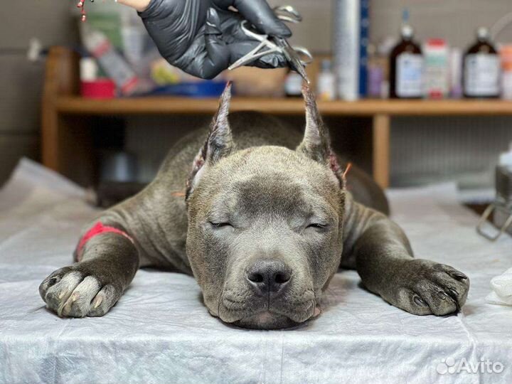 Купирование ушей