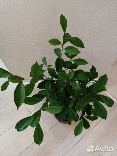 Фикус микрокарпа Ретуза Грин