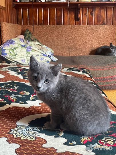 Котенок 2 девочки