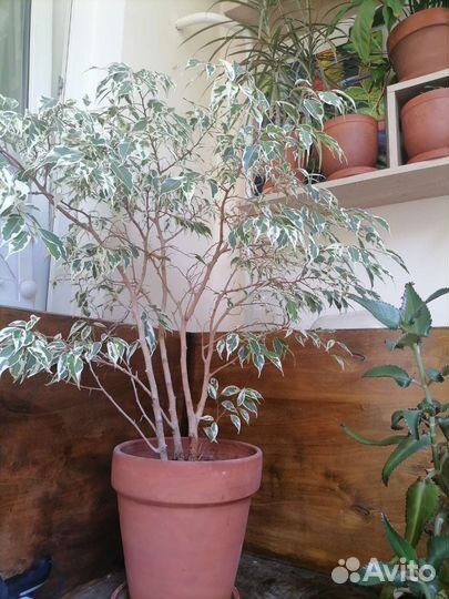Фикус бенджамина большой в глиняном горшке