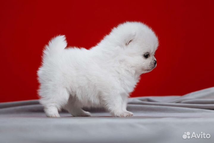 Щенки шпица