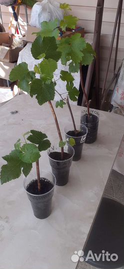 Продам саженцы винограда