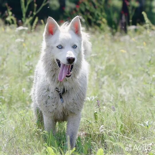 Сразу двойня