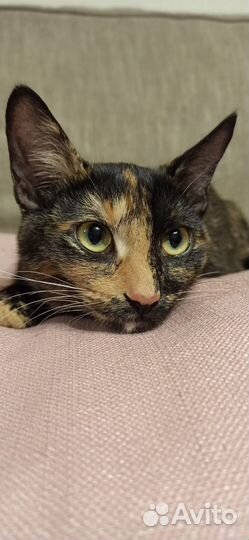 Курильский бобтейл