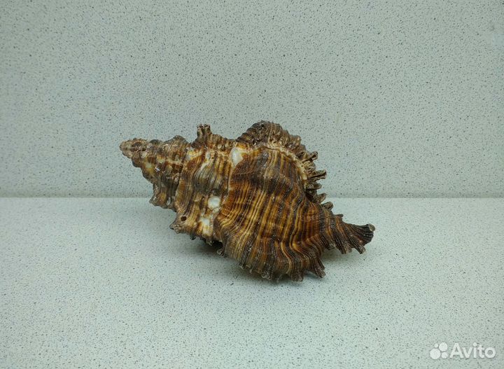 Чикореус Торрефактус 11 морская ракушка раковина