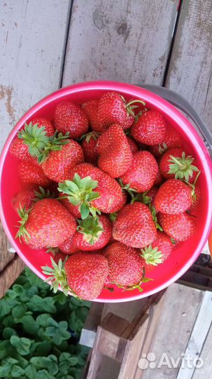 Клубника свежая