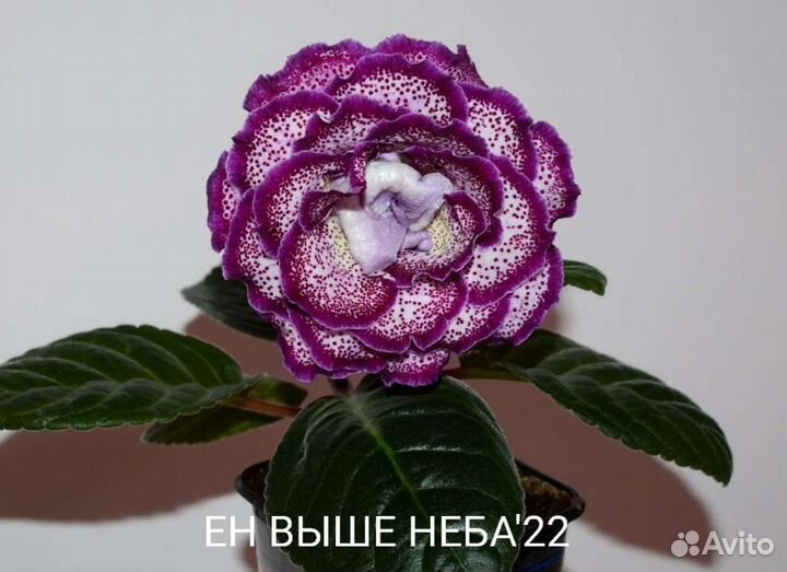 Глоксиния махровая детки