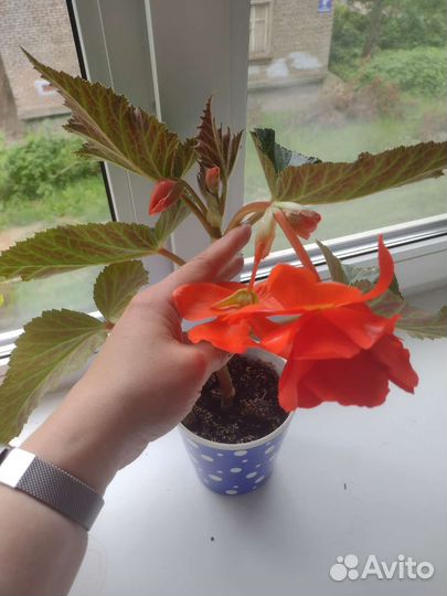 Бегония элатиор