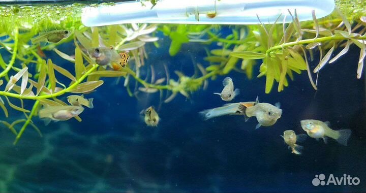 Мальки гуппи микс