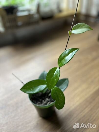 Хойя карноза