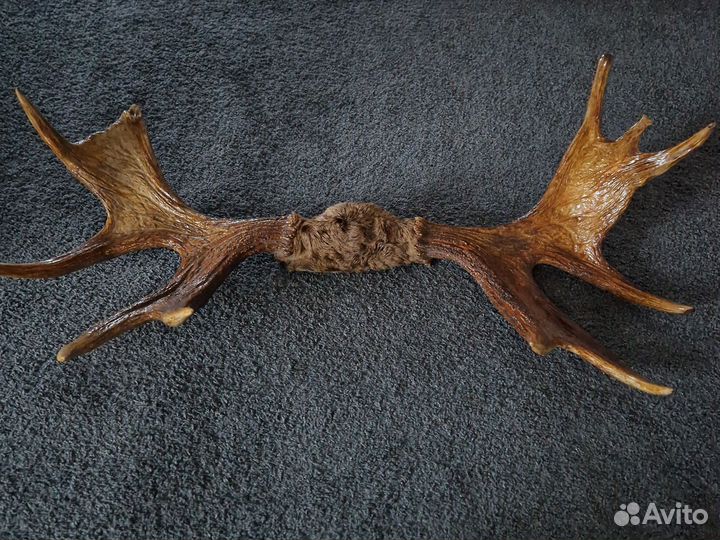 Продам рога лося