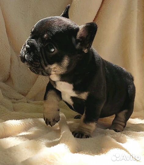 Французский бульдог щенки