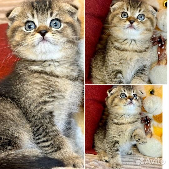 Шотландские вислоухие котята
