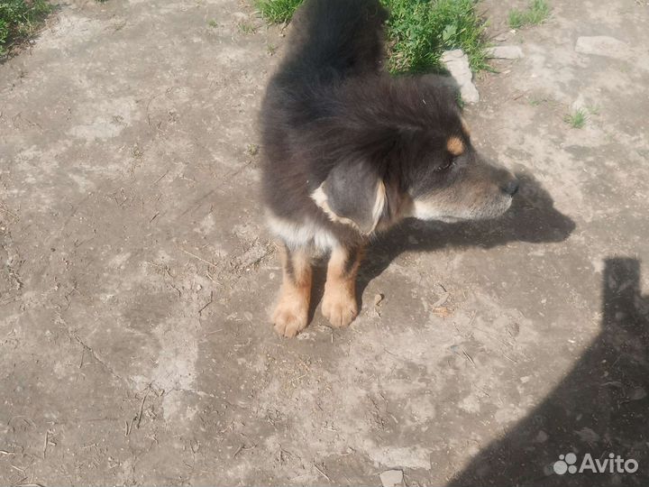 Щенки Тибетского мастифа