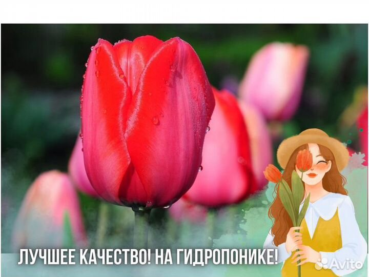 Тюльпаны оптом от производителя