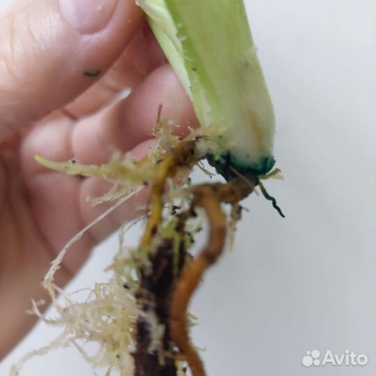 Филодендрон