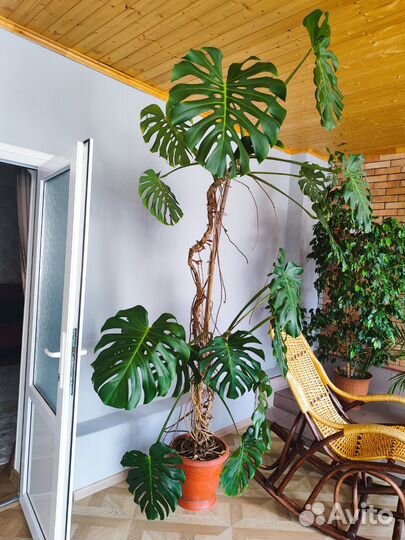 Комнатные растения цветы большие