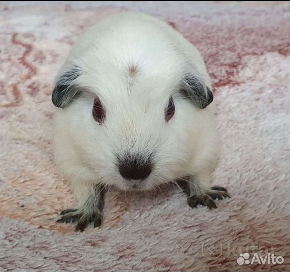 Морская свинка. Девочка