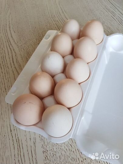 Домашние куриные яйца