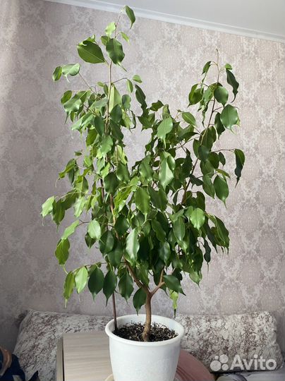 Фикус Бенджамина Наоми