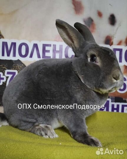 Рекс словацкий сероголубой