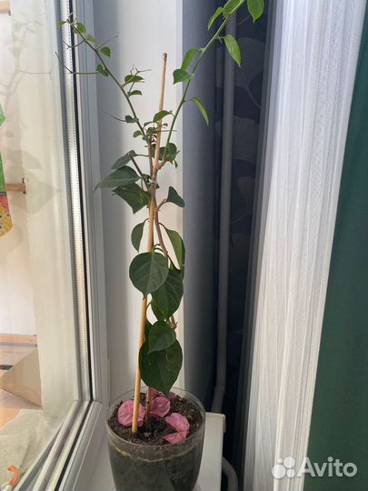 Бугенвиллея