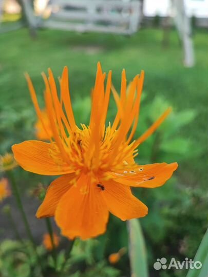 Цветы для вашего сада